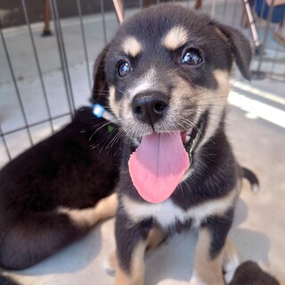 甘えん坊の【ジャムくん】