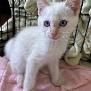 5月生まれのタルト君♡