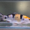 1歳くらいの鯉さん サムネイル3