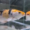 1歳くらいの鯉さん サムネイル5