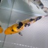 1歳くらいの鯉さん サムネイル4