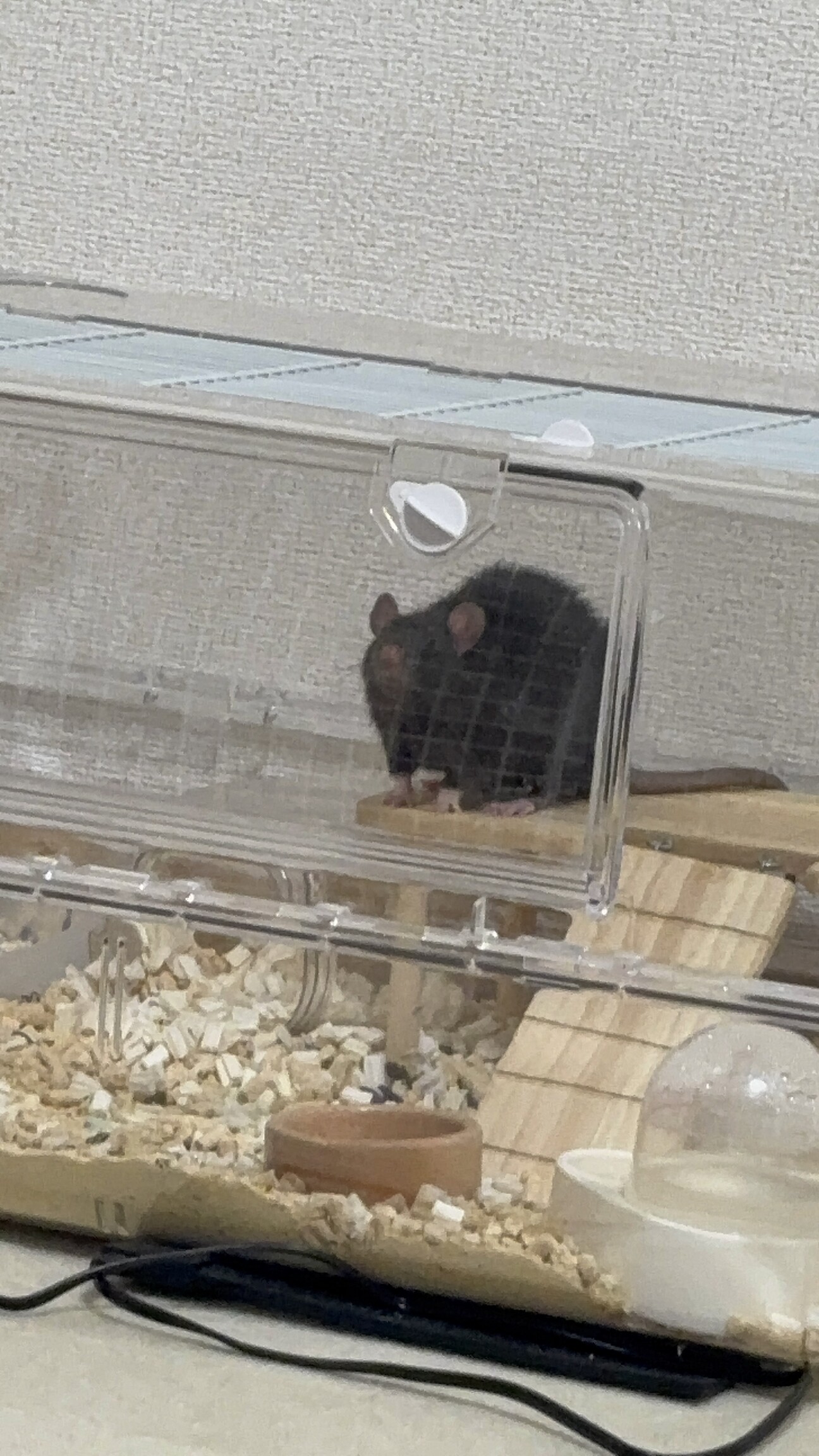 ファンシーラットを飼って...」広島県 - 小動物の里親募集(521216 