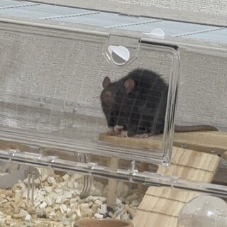 ファンシーラットを飼ってくれる方を探しています