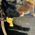 小さめ中型犬　ふわふわパティ