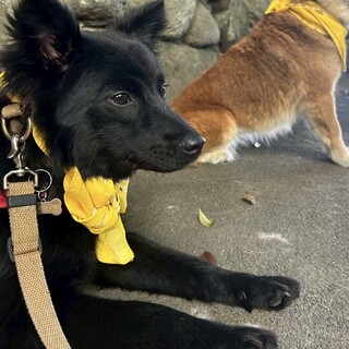 小さめ中型犬　ふわふわパティ