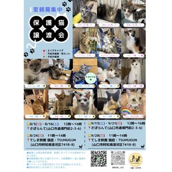 保護猫譲渡会in山口市TSUMUGUN サムネイル2