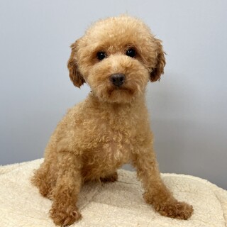 ぬいぐるみのようなトイプードルちゃん☆