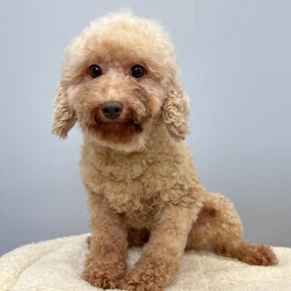 ふわもこ可愛いさ抜群☆