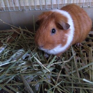 イングリッシュモルモット里親募集