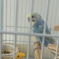 2025年5月生まれのインコ