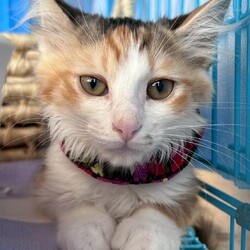 in春日井市☆子猫がいっぱい☆暖かいオウチに迎えよう2025年7月26日（土）～ちーむにゃいんず