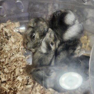 ジャンガリアンハムスター