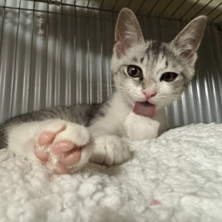 トライアル決定⭐︎グレーキジ白のオス子猫