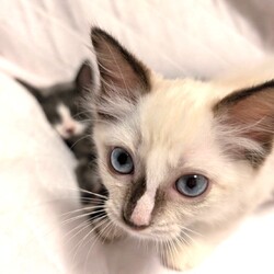 in江南市☆子猫がいっぱい☆猫をオウチに迎えよう2025年7月27日（日）ちーむにゃいんず