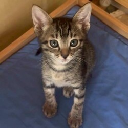 in江南市☆子猫がいっぱい☆猫をオウチに迎えよう2025年7月27日（日）ちーむにゃいんず サムネイル2