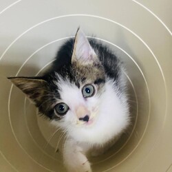 in江南市☆子猫がいっぱい☆猫をオウチに迎えよう2025年7月27日（日）ちーむにゃいんず サムネイル3