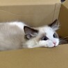 ユオ