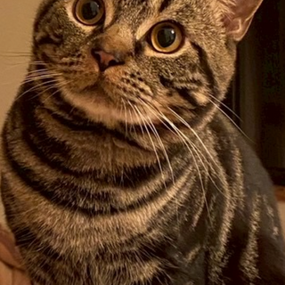 元気いっぱい甘えん坊のスコティッシュフォールド