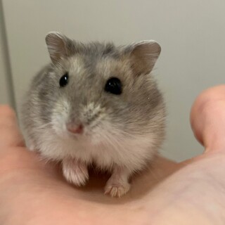 生後3ヶ月のジャンガリアン★もちまるくん