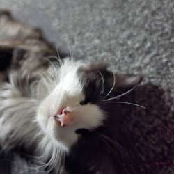 in日進市子猫がいっぱい☆猫をオウチに迎えよう2025年7月27日（日）非営利団ちーむにゃいんず