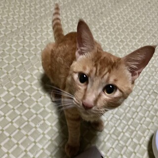 瞳も茶色の茶トラ男の子