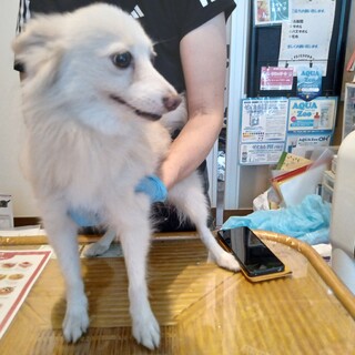 スピッツみたいなポメラニアン募集中