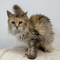 美猫ラガマフィンちゃん♪