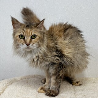 美猫ラガマフィンちゃん♪