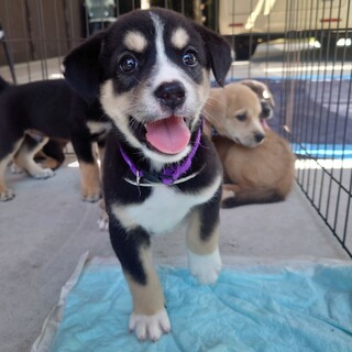 おっとり系男子【シュガーくん】