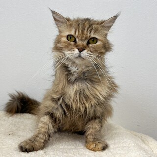 愛嬌のあるお顔で穏やかな女の子♫