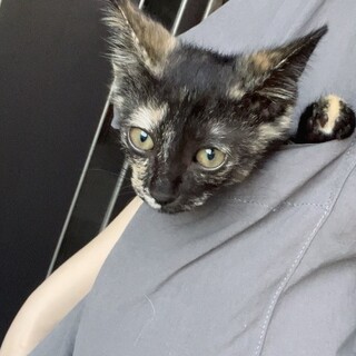 生後2ヶ月程の子猫を保護しました。賢く元気奔放★