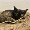生後2ヶ月程の子猫を保護しました。賢く元気奔放★ サムネイル3