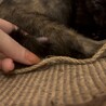 生後2ヶ月程の子猫を保護しました。賢く元気奔放★ サムネイル4
