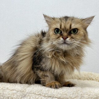 可愛い希少なチンチラゴールデンちゃん☆