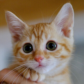 涼風♡家族ができました