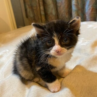 カラスに襲われている所を保護されたカナちゃん