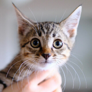 夏木立♡家族ができました