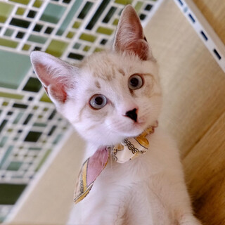 風待♡家族ができました