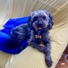 【リタ】陽気な子ですパピヨン×Tプードル（4歳） サムネイル5