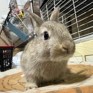 仮名ごへい、♂、2025/6/15生まれ