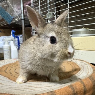 仮名ほお、♀、2025/6/15生まれ