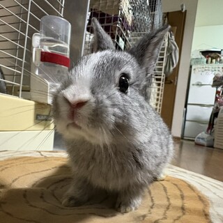 仮名あゆ、♀、2025/6/15生まれ