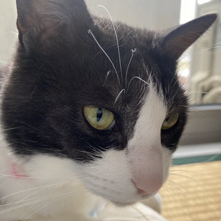 ハチワレの女の子