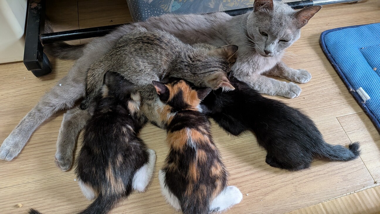 野良猫 Tsuchinoko_460 on X: 