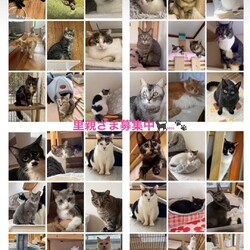 なごの家保護猫譲渡会in necotto 越谷 サムネイル2