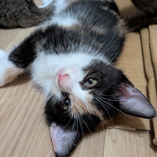 路上で産気づいた野良猫の子