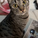 成猫 キジトラ