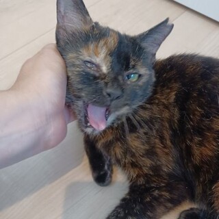 出会った時から懐こい「もに」