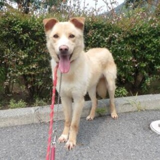 折れ耳がカワイイ男の子【ライト】くん