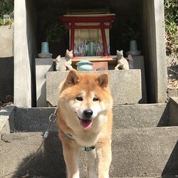 「番頭さん　虹の橋へ」サムネイル2